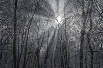 Hoarfrost on trees