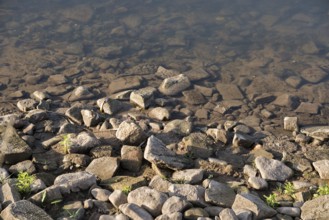 Shoreline of Weser River near Oberweser, Upper Weser Valley, Weser Uplands, Weserbergland, Hesse,