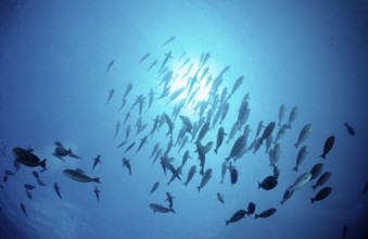 Shoal grey surgeonfish, Acanthurus mata, Maldives, Indian Ocean, Meemu Atoll, Asia
