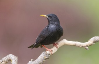Spotless Starling, Sturnus unicolor, Étourneau unicolore, Estornino Negro, Hides de El Taray /