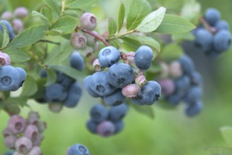 Blueberry (Vaccinium corymbosum 'Toro'), Krietzschwitz, Saxony, Germany, Europe