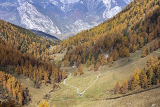Autumnal larch forests with a view of the main valley of the Valais, Rhone Valley, Vallon d'Arbi,