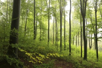 Majestic autumn beech forest on a foggy, rainy morning in late September