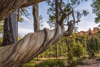 Scenic rocks from the Navajo Loop Trail leading through Bryce Canyon, USA, North America