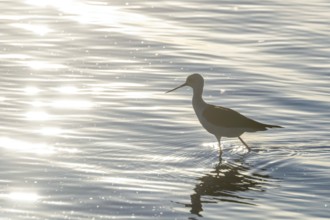 Black Winged Stilt in Water (Himantopus himantopus) Wader Bird Stilt