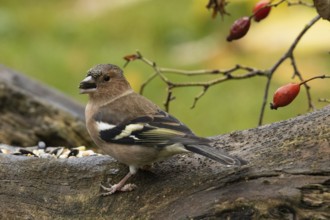 Chaffinch with food in beak sitting on tree trunk with red rose hips looking left