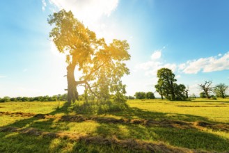 The old oaks