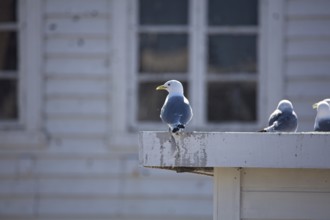 Common gulls (larus canus) standing on building roof in summer, Berlevåg, Norway, Europe