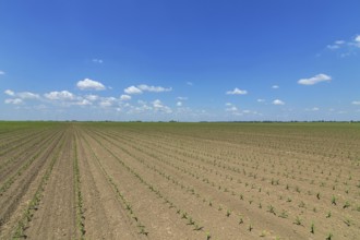 Rows of young green corn plants. Corn seedling on the field