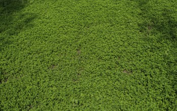Growing sprouted agricultural crops in spring field