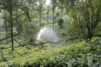Tea garden irrigation, munnar, kerala, india, asia
