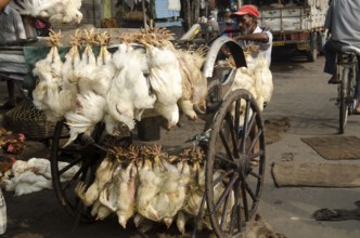 Chickens hanging hand rickshaw Kolkata West Bengal India Asia