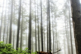 Pine trees, Doodhpathri, Budgam, Kashmir, India, Asia