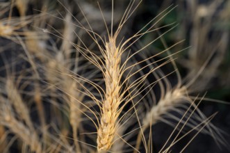 Wheatfield, pune, maharashtra, india, asia