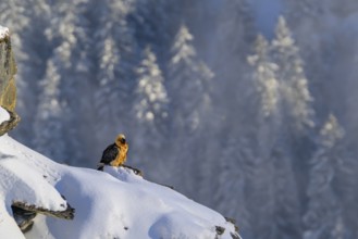 Bearded vulture (Gypaetus barbatus) resting on a snow-covered rock against a background of