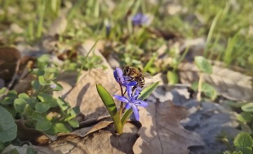 Close-up of a bee collecting nectar from a small alpine squill purple flower in the spring meadow.
