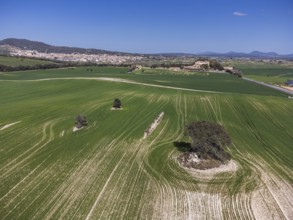 Cereal cultivation field between Villafranca de Bonany and Porreres, Majorca, Balearic Islands,