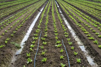 Lettuce farm on sunlight. Rows with small lettuce plants