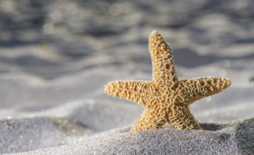 Sunrise on the beach. Starfish