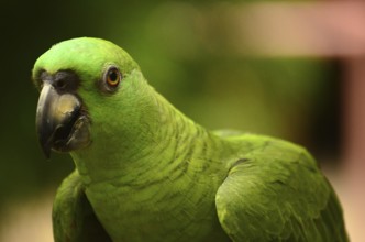 Parrot in Costa Rica