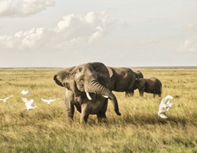 Elephants in Amboseli National Park, Kenya, Africa
