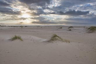 Dunes at the Beach of Amrum, Germany, Europe