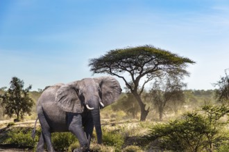 The big elephant and plain acacias in Amboseli park. Travel to exotic Africa. The famous