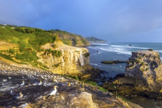 Sunset. Nesting colony of rare seabird gannets. Stunning coast of the North Island of New Zealand.