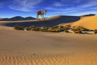 Camel with harness and blanket for walking tourists. Sandy desert covered with waves of sand