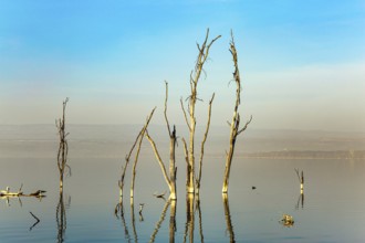 Journey to the exotic country of Kenya. Lake Nakuru National Park in East Africa. Sunset. Gentle