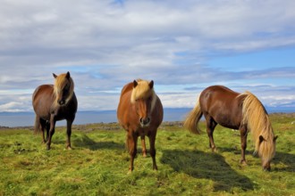 Three Icelandic horses on the shore of the fjord. Beautiful horse chestnut suit with white manes on
