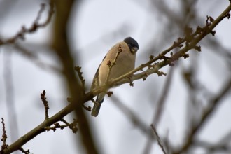 A bullfinch (Pyrrhula pyrrhula) female sits quietly on a branch in nature, pond area Wismar-Kluß,