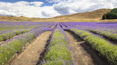 An image of a lavender field in New Zealand