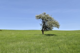 Blossoming apple tree in a meadow with blue sky and sun near Kempfeld at the Hunsrück-Hochwald