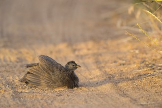 Cape Francolin, (Francolinus capensis), (Pternistis capensi, resting on sandy soil, Africa, West