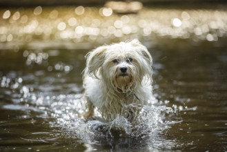 Small white Havanese walks through the water of a shallow river