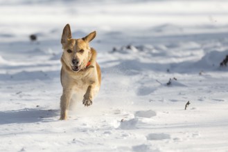 A light brown Labrador runs towards the photographer in the snow