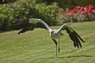 Secretary bird (Sagittarius serpentarius), Secretary