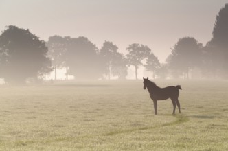 Little foal on misty sunrise pasture in summer