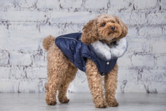 Small funny dog of brown colour with curly hair of toy poodle breed posing in clothes for dogs.