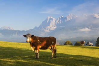 On a pasture in the high mountains in Austria