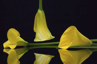 Yellow calla lily on a black glass plate