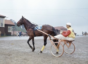 Olle Elfstrand. Swedish trotting trainer and jockey. During his career he has managed the feat of