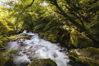The magnificent Tateshina Otaki Falls on the famous Venus Line road, famous as a scenic driving