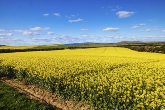 Fields of canola shine on a clear sunny day near Beveridge between old Sydney Rd and the Hume Hwy