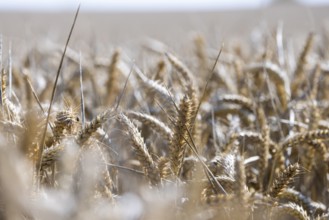 Close-up of golden ears of wheat in a dense wheat field with a natural flair, Coxhill,