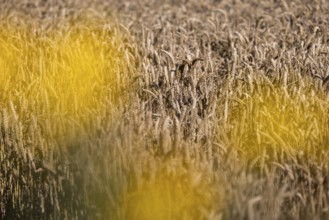 Golden wheat field with blurred yellow flowers in the foreground, Coxhill, Shepherdswell, Dover,