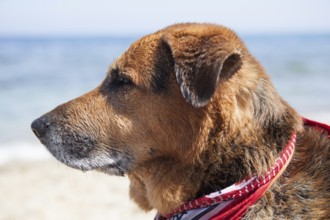 Portrait of a dog on the beach