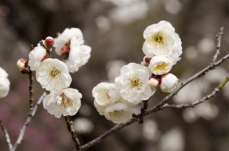 White flowers of a plum tree in spring, Osaka, Japan, Asia