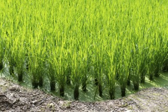 Green rice field background with young rice plants, South Korea, Asia